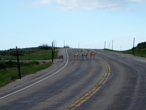 GDMBR: Three Antelope.